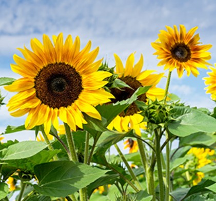 sunflower